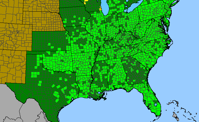 The range of Sisyrinchium angustifolium